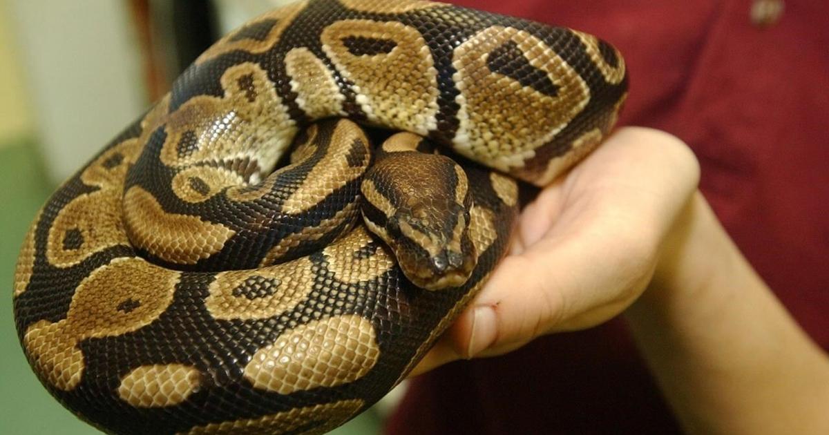 Python Bite Rash Edmonton zoo employee ‘doing well’ following Burmese python bite