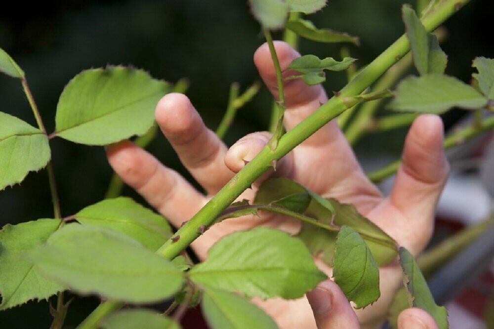 Image of Rose thorny shrub