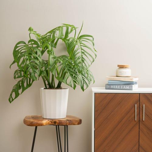 Monstera an easy choice for 2025 Houseplant of the Year