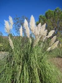 Growing and grooming ornamental grasses; Dixie Garden Club | Arts ...