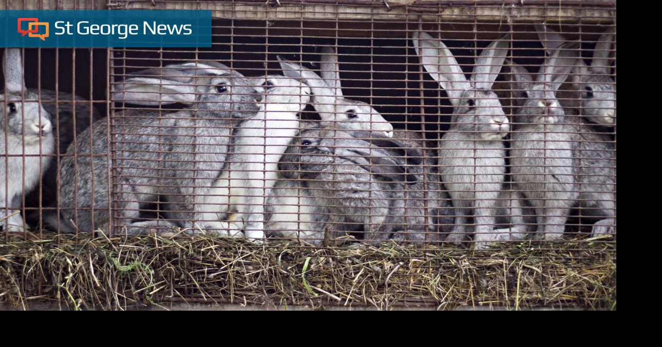 Humane Society of Utah sees increase in rabbit hoarding | Local News ...