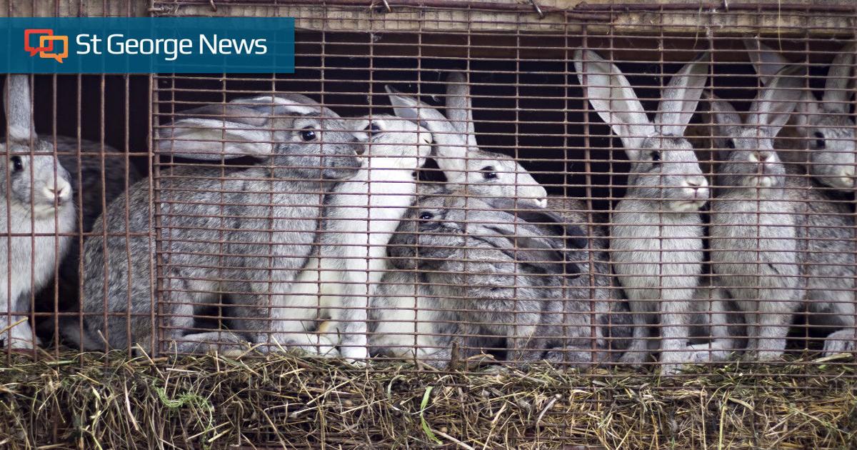 Humane Society of Utah sees increase in rabbit hoarding | Local News ...