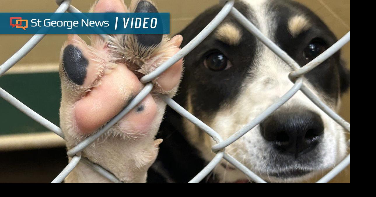 ‘It’s a big problem’: St. George Animal Shelter sees hike in dogs; many ...