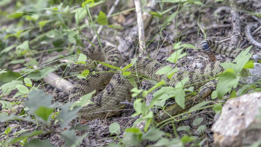Sensing more rattlesnakes in Southern Utah this year? What locals need