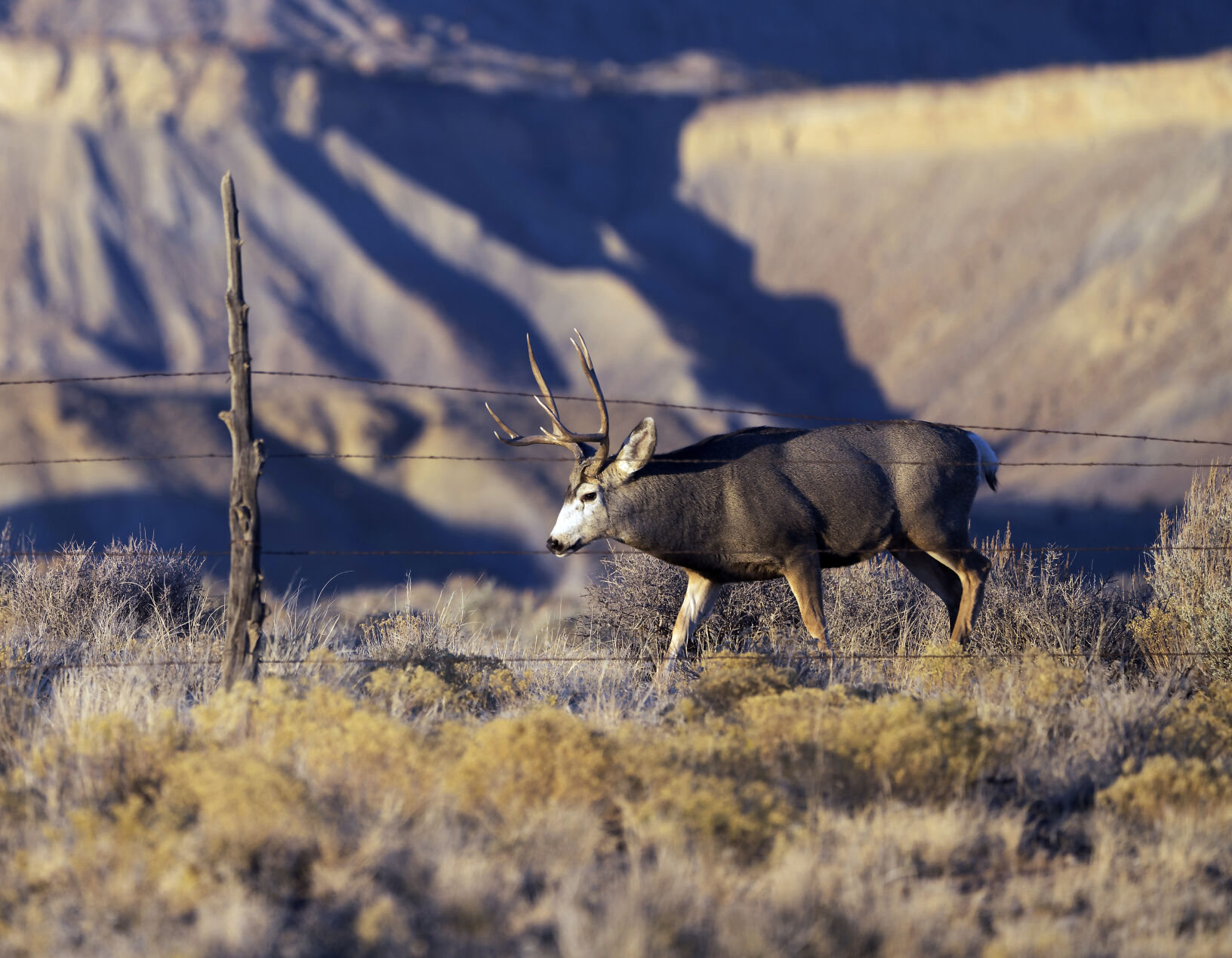 Utah Wildlife Board approves updated deer management plan, new hunt