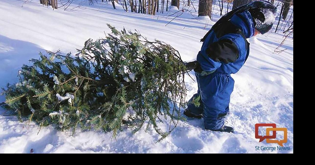Guide to cutting your own Christmas tree | Local News | stgeorgeutah.com