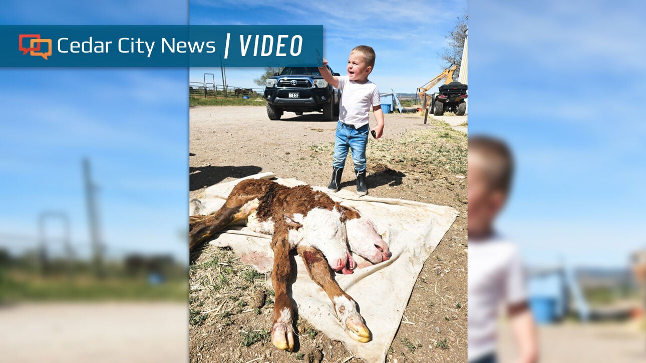'Unique and rare' 2-headed calf delivered stillborn at Parowan ranch