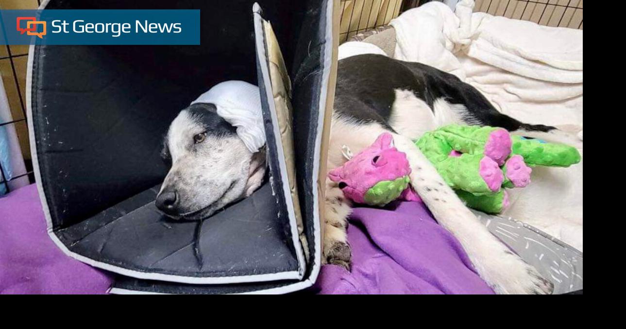 2 charged in animal cruelty case involving 6 dogs shot in Colorado City ...