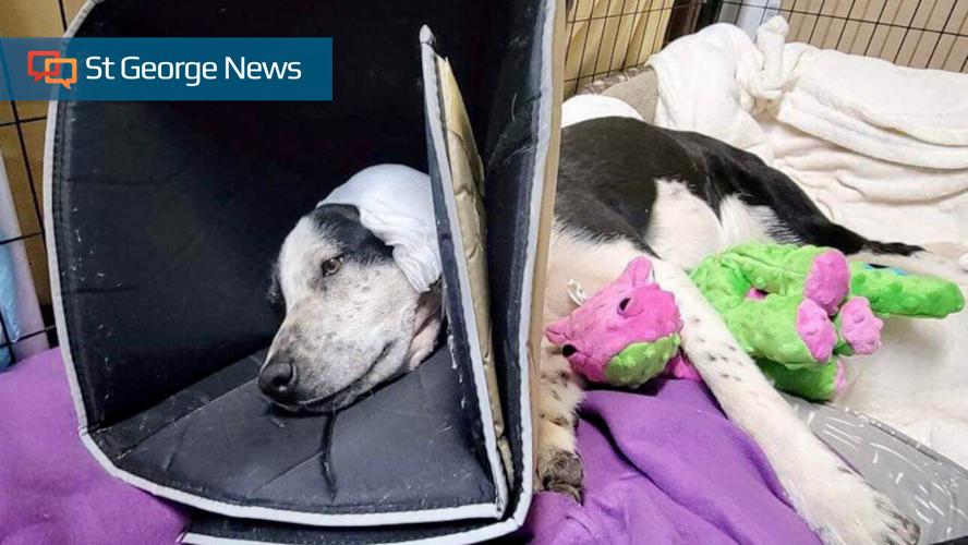 2 charged in animal cruelty case involving 6 dogs shot in Colorado City ...