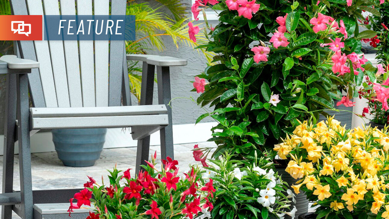 where can i buy the aloe vera plant Aloe Vera Plant for Sale