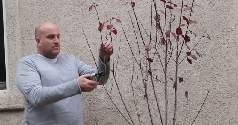 How to treat trees now to save them from 3 killers | Home and Garden ...