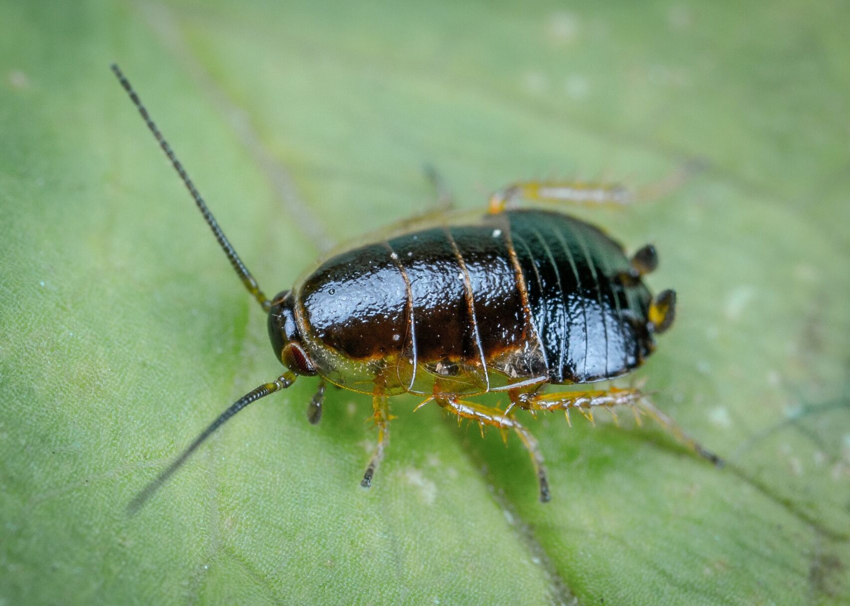 Cockroach Christmas snow 2024 globe