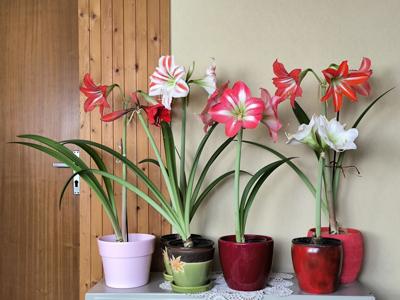Brighten your post-holiday home with vibrant indoor plants | Home and  Garden | stgeorgeutah.com