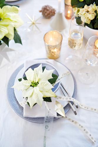 photo credit Suntory Flowers 2.jpeg