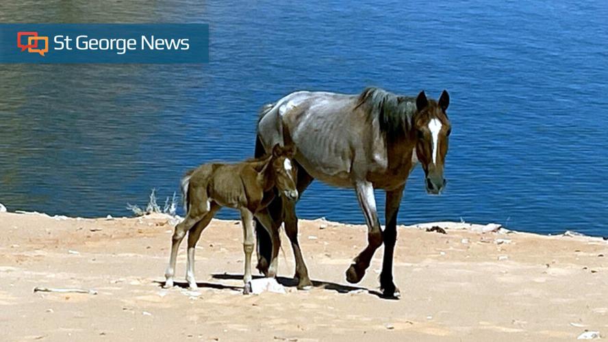 Top 5 weekend stories on St George News Local News stgeorgeutah com