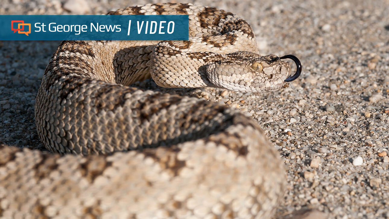 Alaskan retailer Rattlesnakes jersey