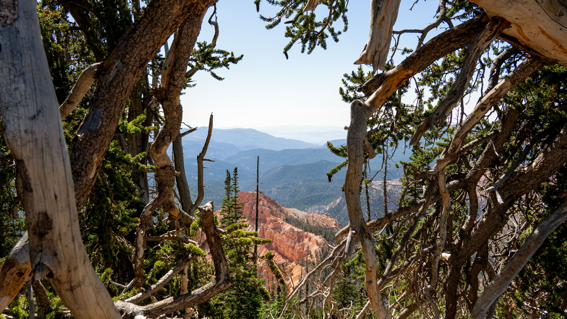 Forest bathing? Discover the health benefits of Southern Utah's native ...
