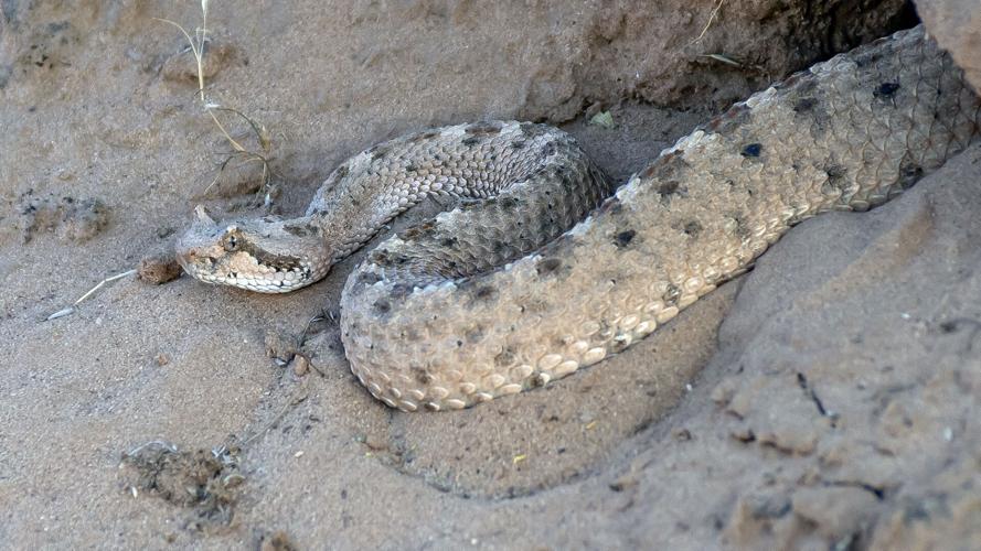 Sensing more rattlesnakes in Southern Utah this year? What locals need