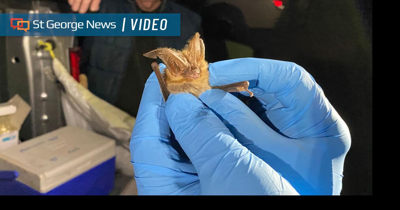 Flying under the radar: Southern Utah bats get their annual checkup by ...