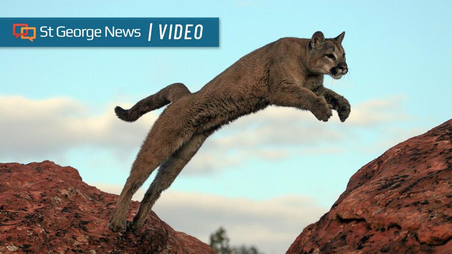 Cougar leaps FI