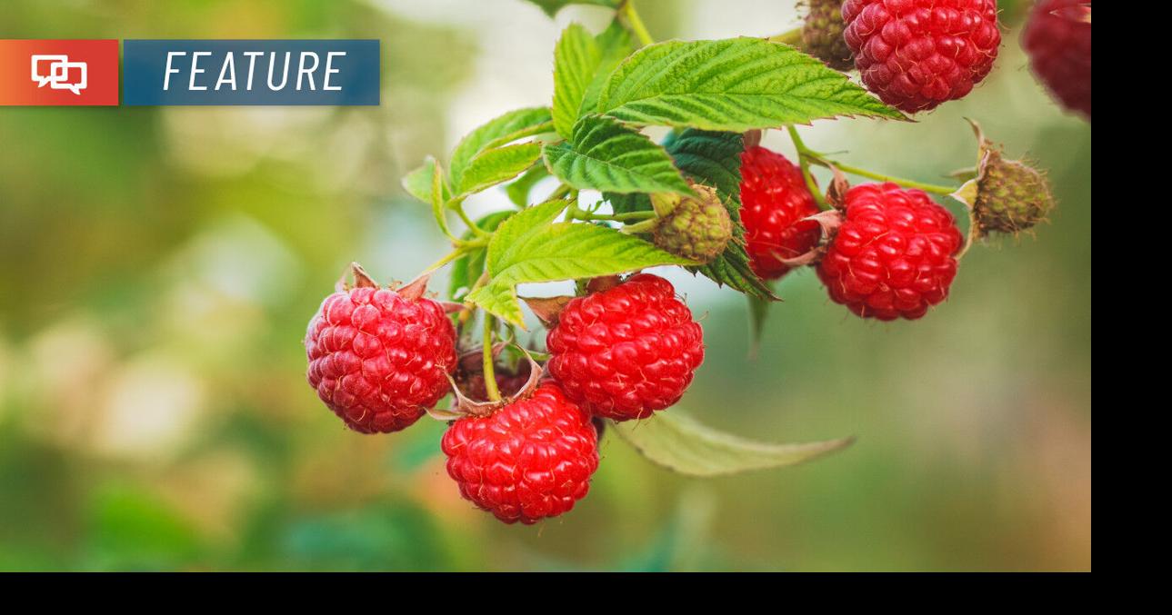 Here’s how to prune raspberries for an abundant harvest | Home and ...