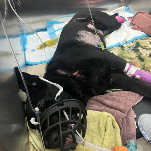 UPDATED: Injured K-9 officer Riko makes it home from hospital | Local ...