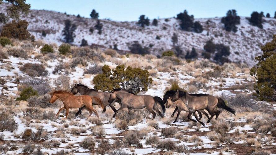 Wild horses in need of a home ready for adoption | Local News ...