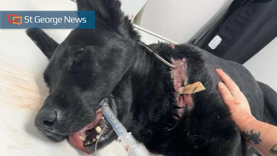 UPDATED: Injured K-9 officer Riko makes it home from hospital | Local ...