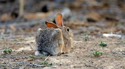 Rabbit, grouse populations good for hunting season, DWR says | Explore ...