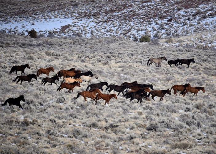 Wild horses in need of a home ready for adoption | Local News ...