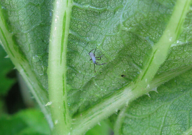 Rex’s Tips: Squash bugs and pesticides | Opinion | stgeorgeutah.com