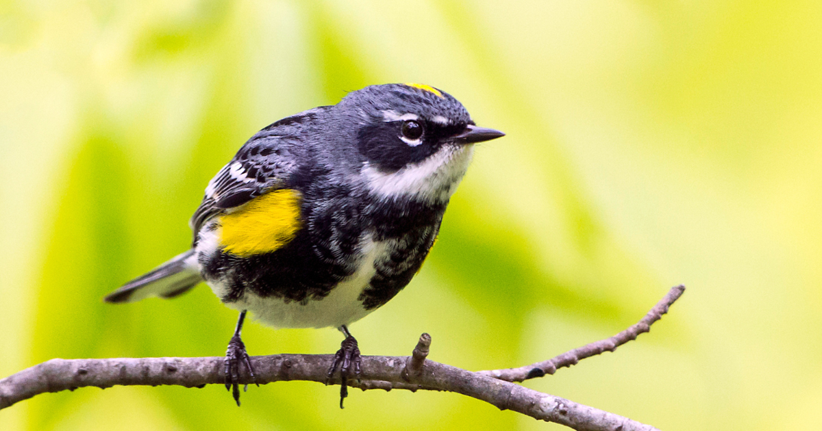 World Migratory Bird Day kicks off active season for bird-watchers across Utah