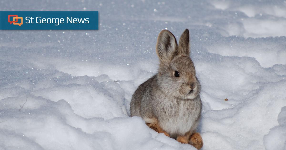 Pygmy Rabbit Enemies Pygmy rabbits in peril? Conservationists seek protections for this ...