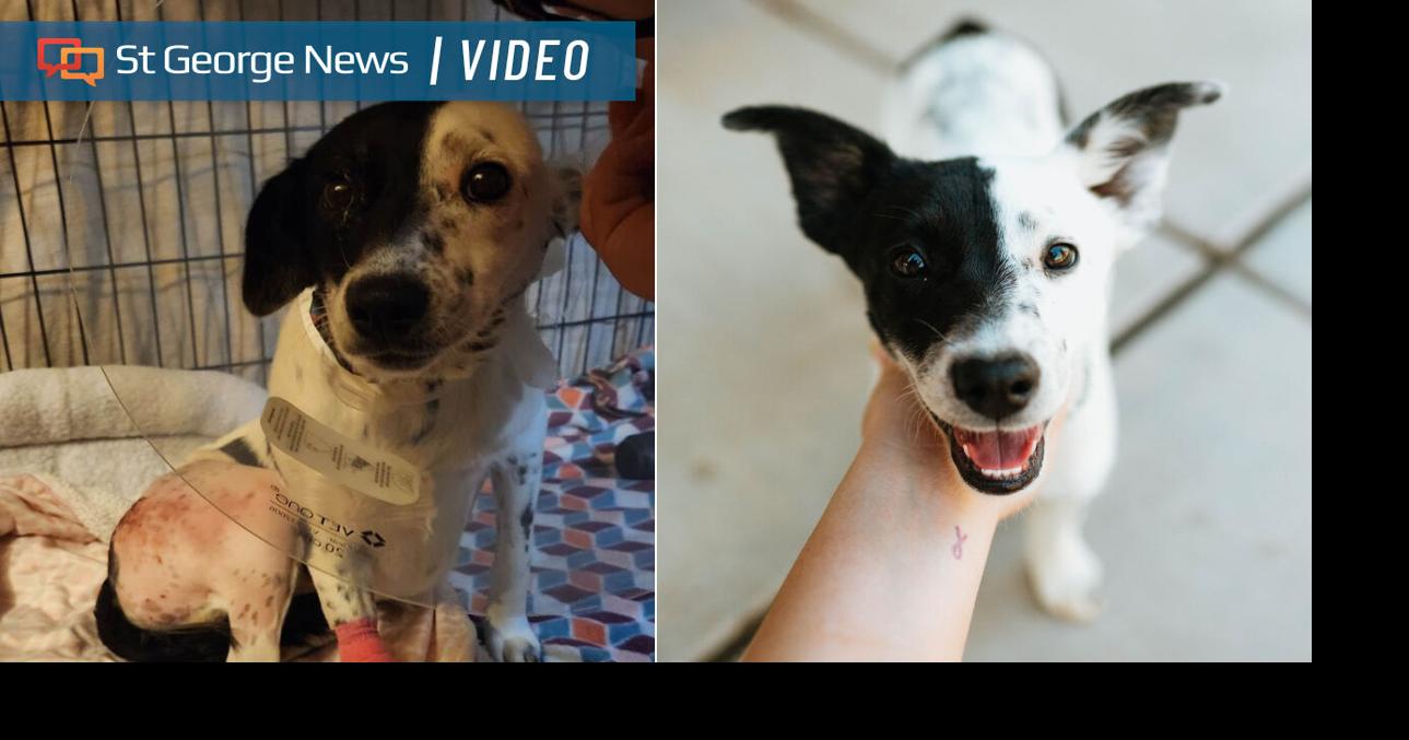‘Forever homes’: St. George nonprofit dog rescue seeks donations ...
