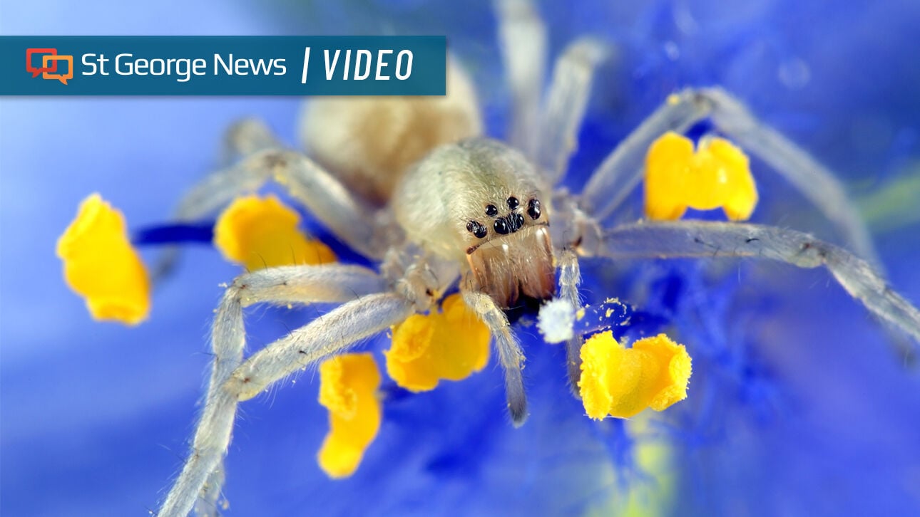 'Amazing creatures': Sharing space with Southern Utah's spiders