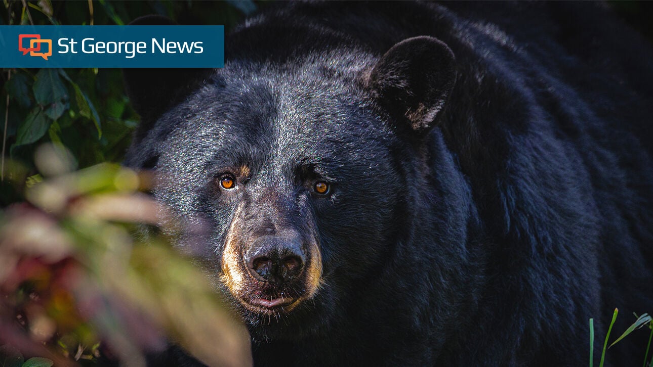 Utah bear encounters double amid 'extreme conditions'; how Southern Utahns can prevent conflicts