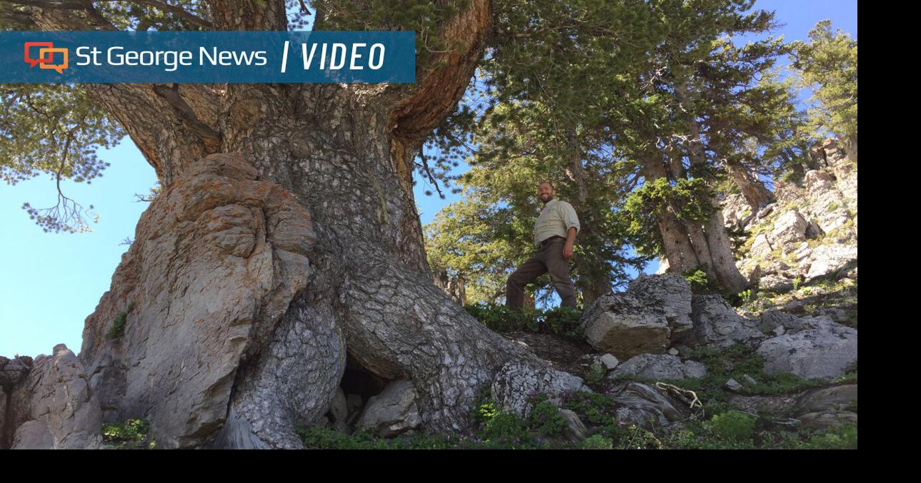 Hunting hidden giants: The search for Utah’s biggest trees takes ...