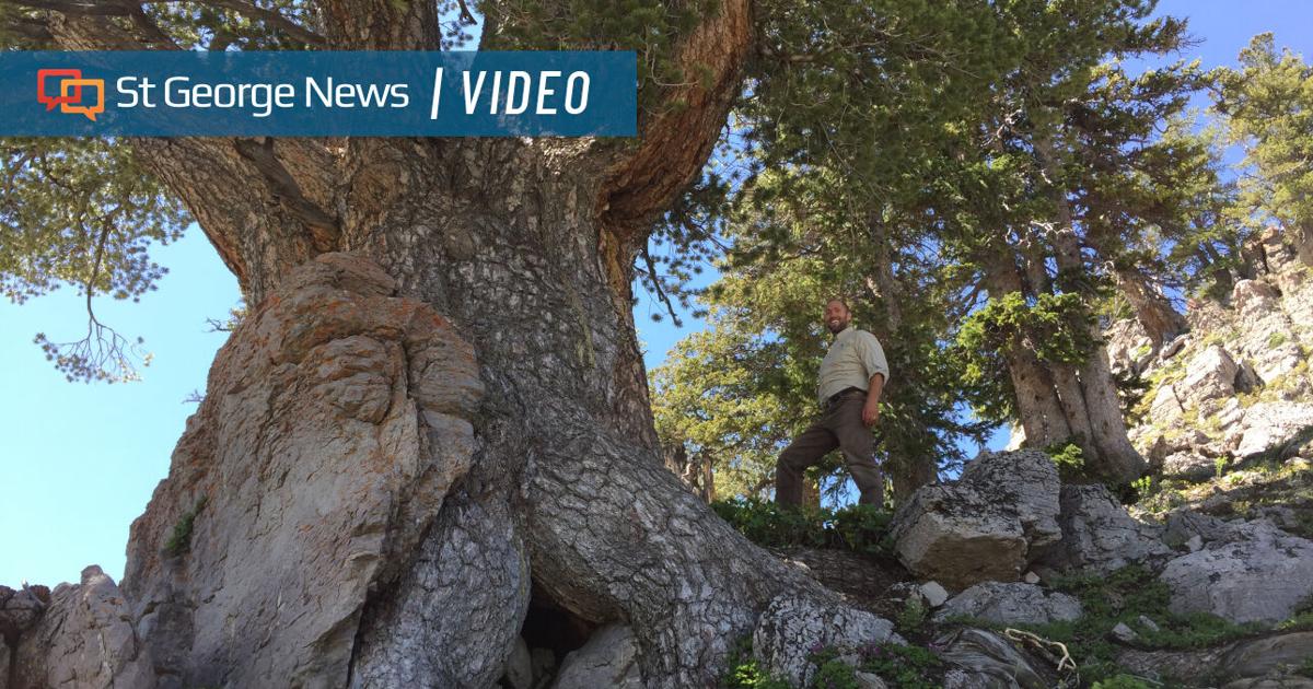 Gient Treeutah Hunting hidden giants: The search for Utah’s biggest trees takes ...