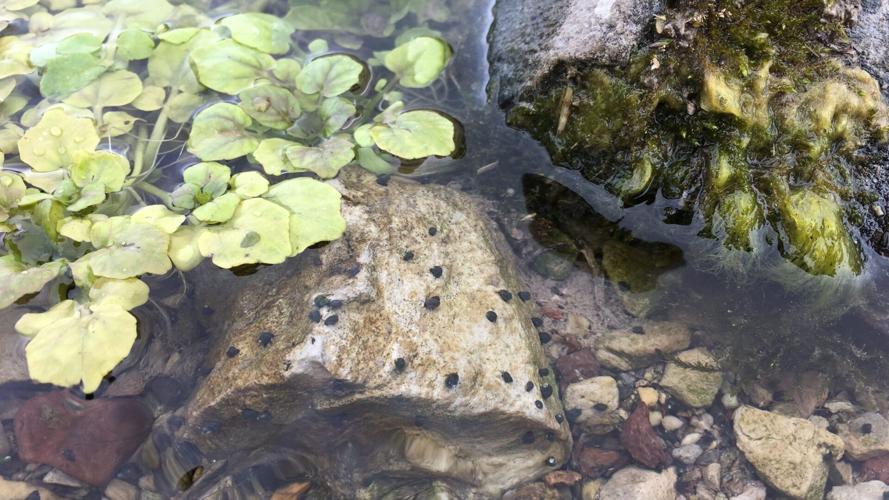 Spring Snails Wildlife Action Plan creates framework to protect Southern Utah's ...