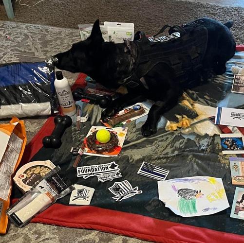 Stabbed Hurricane K-9 nearly ready to get his paws back on patrol ...