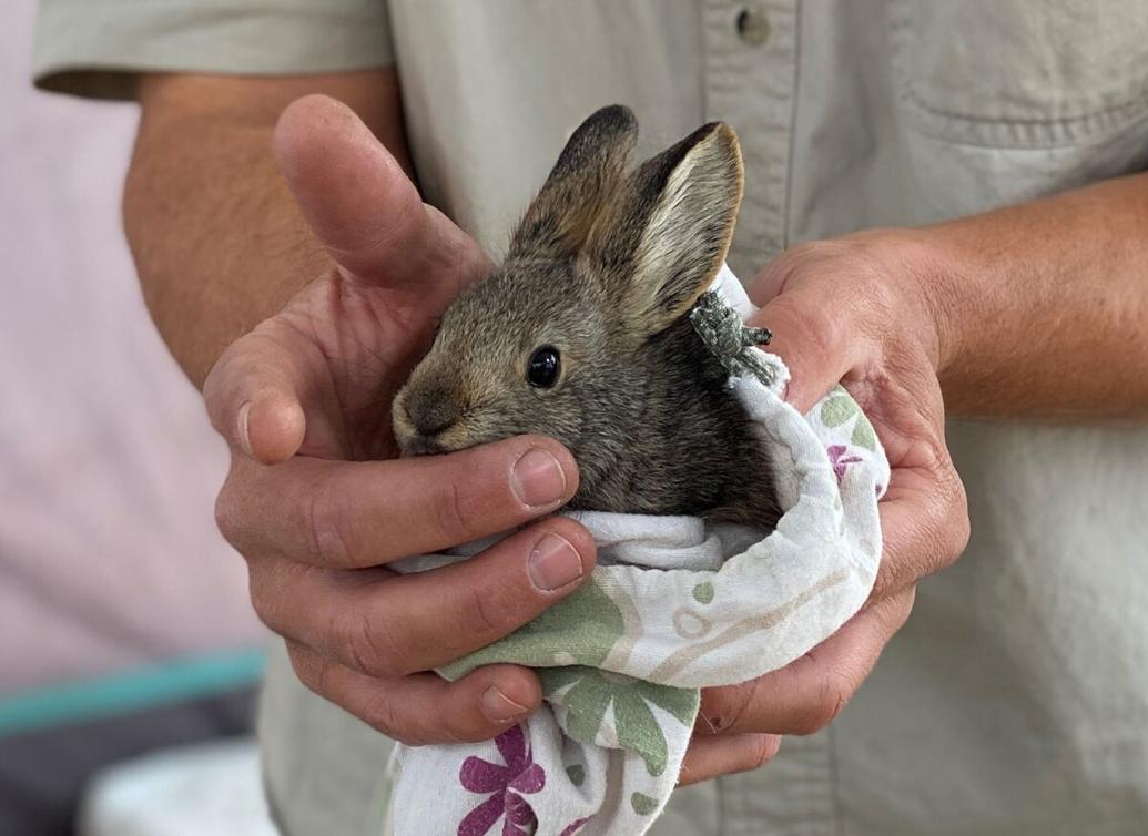 Wildlife Action Plan creates framework to protect Southern Utah's ...