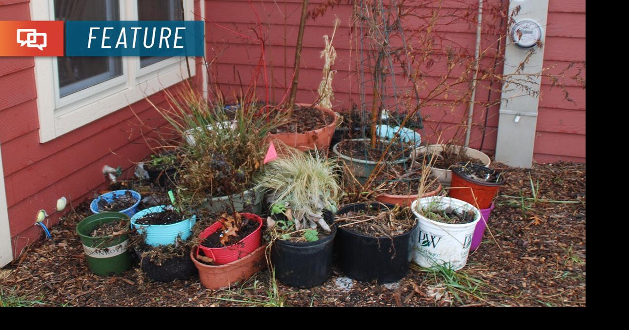 Winter care for trees, shrubs and perennials in containers | Home and ...