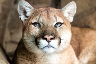 For the public good? Nonprofits argue year-round cougar hunting violates Utah’s constitution