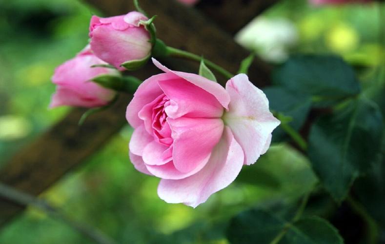 St Georges Roses Helpful tips for tending fruit trees, grape vines, roses in St. George ...