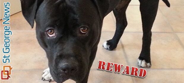 Humane Society offers $5,000 reward in pit bull shooting case | News ...