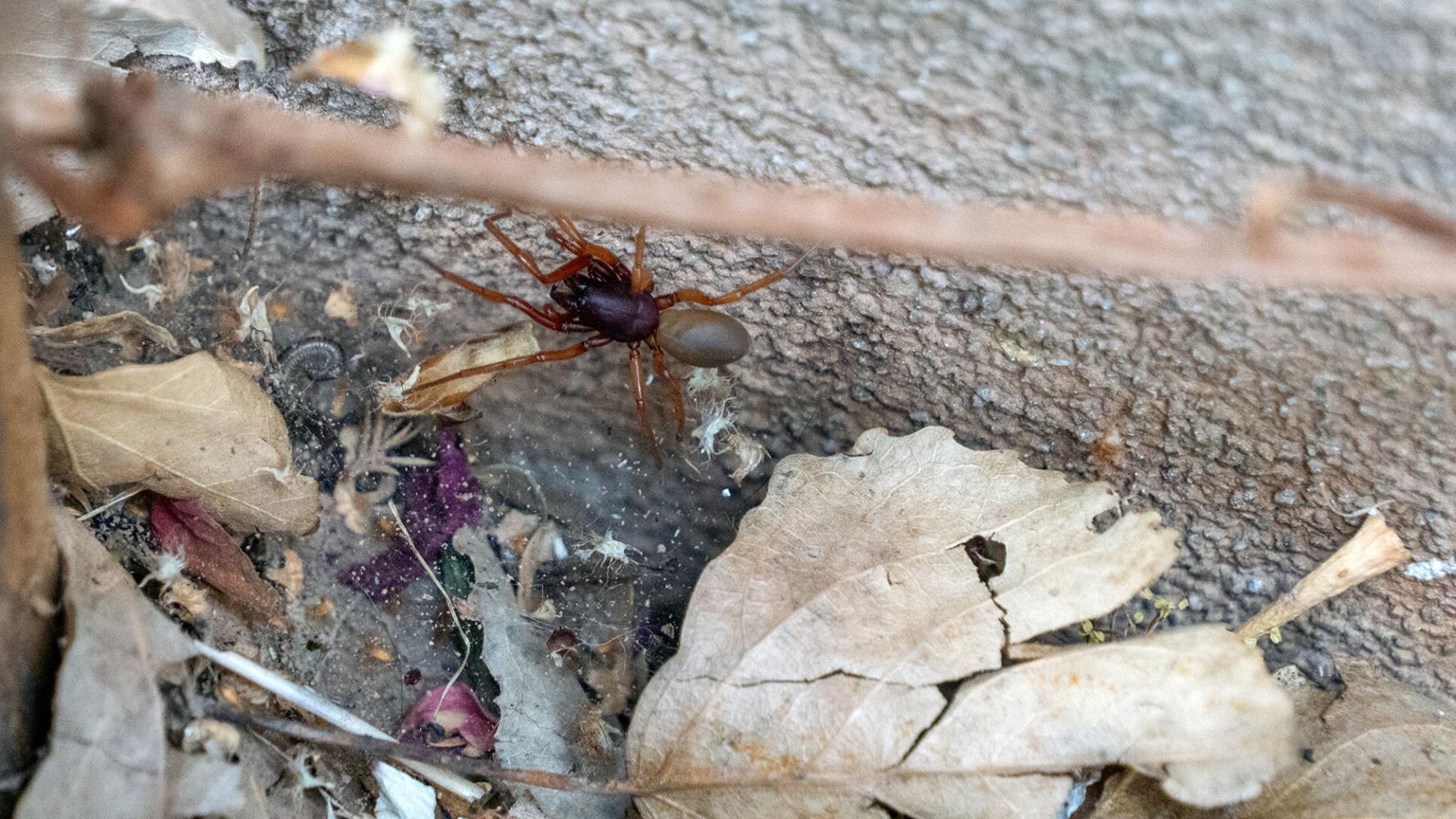 Spider Tree Ut 'Amazing creatures': Sharing space with Southern Utah's spiders | Life ...