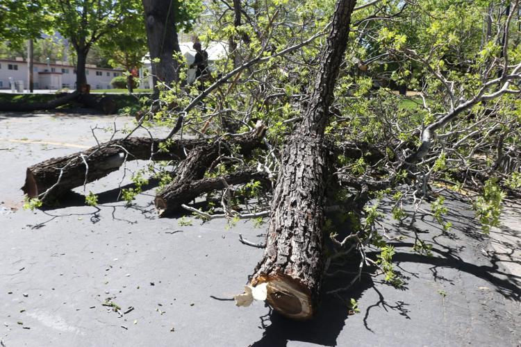 A 95-year-old giving tree comes down with a legacy | Education ...