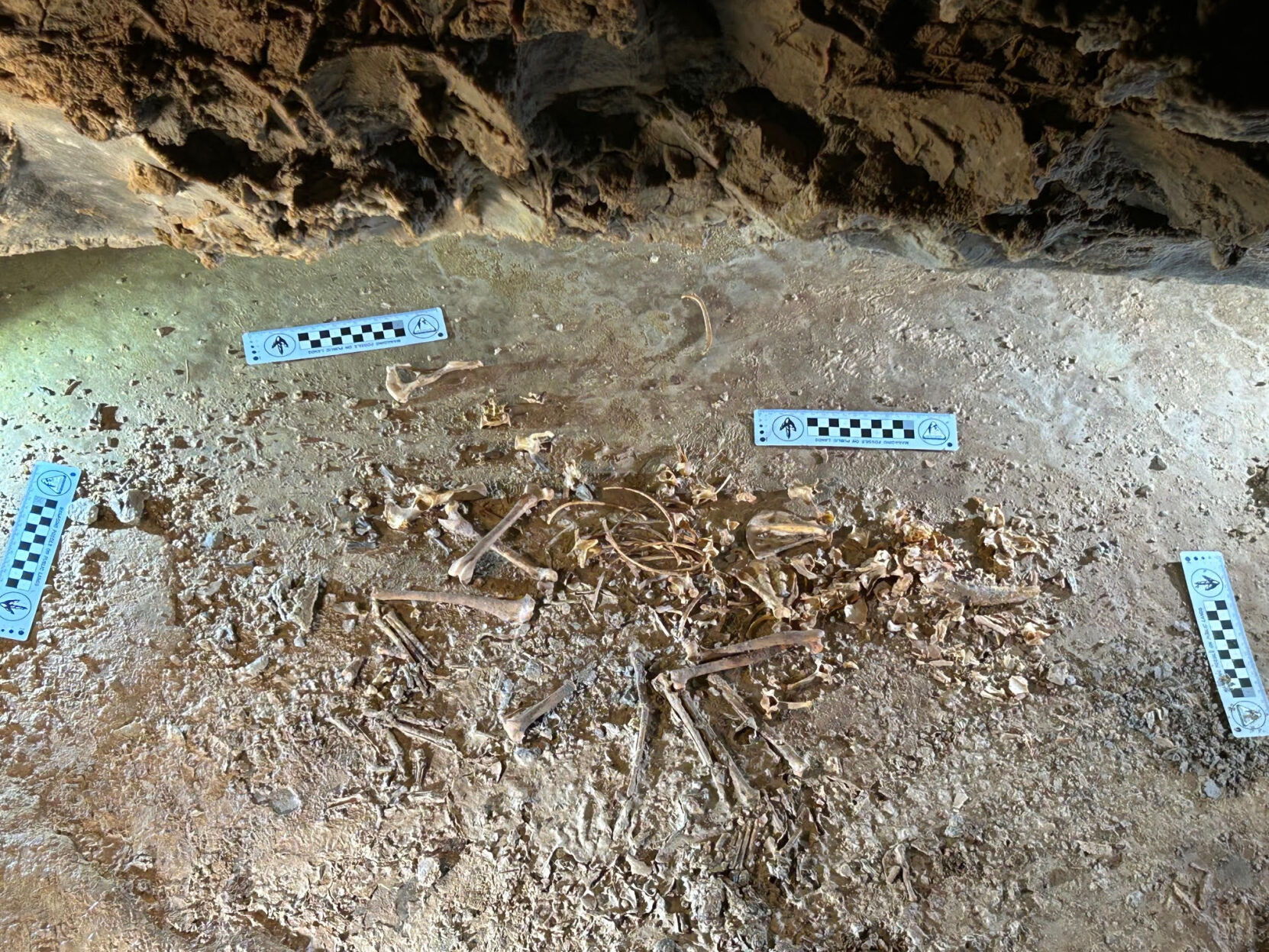 Ice age fox 'Roxy' discovered in Utah's Uinta Mountains | News