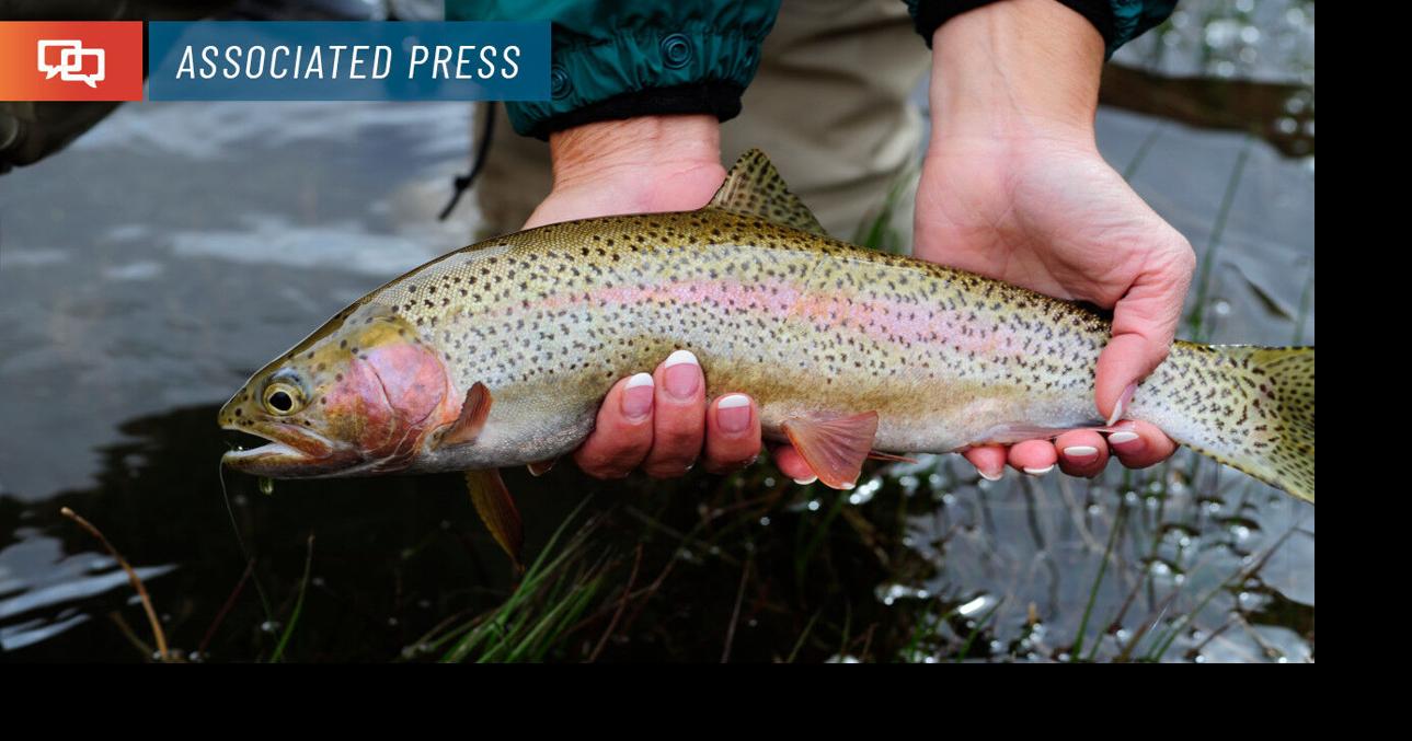 Rising Colorado River temps causing increased concern for trout, chub ...