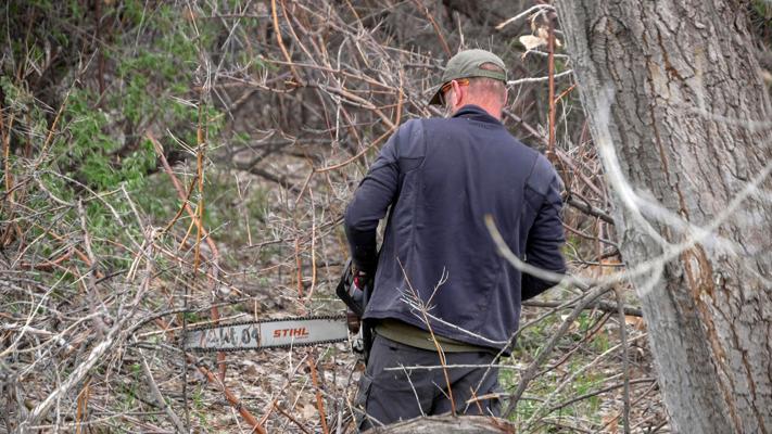 Multiple agencies aim to eradicate invasive trees along 8.5 miles of ...